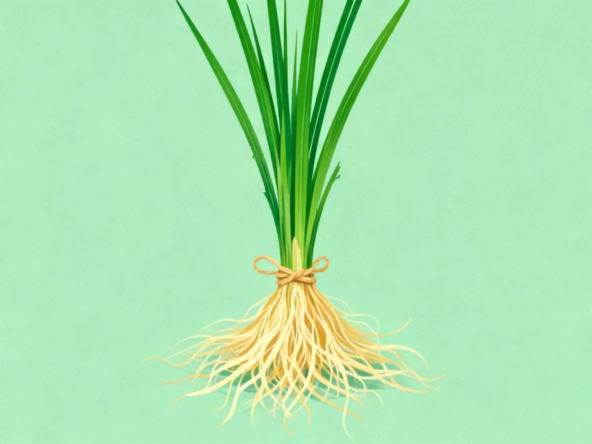 Vetiver grass and its tied golden roots